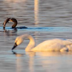 cormorant eating catfish