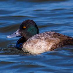 Lesser Scaup Pea Island
