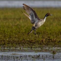 pintail duck