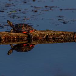 pungo lake turtle