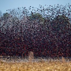 red winged blackbirds pungo lake