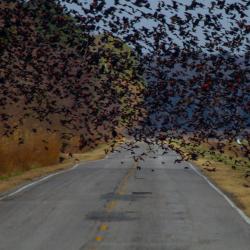Red Winged Blackbirds
