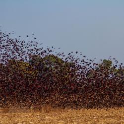 red winged blackbirds pungo