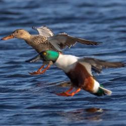 Shoveler Ducks Landing