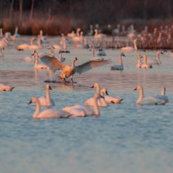 Pungo Lake Tundra Swans