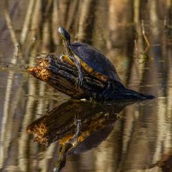 Pungo Lake Turtle