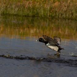 ring neck duck