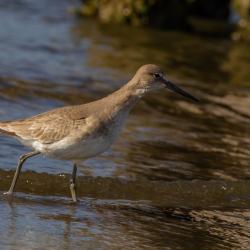 sand piper