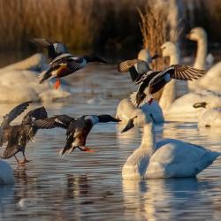 Shoveler Ducks Landing