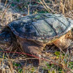 snapping turtle