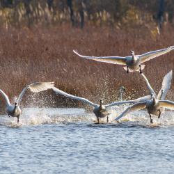 Tundra Swans Flying