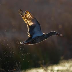 flying duck