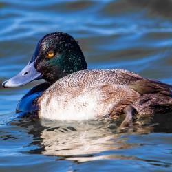 lesser scaup2