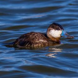 Ruddy Duck