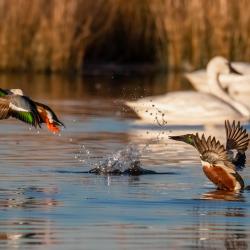 shoveler duck pungo lake2