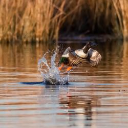 Shoveler Duck Pungo Lake Pocosin Lakes National Wildlife Refuge
