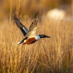 shoveler duck pungo lake flying