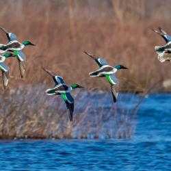 Shoveler Ducks Flying