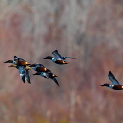 shoveler duck pungo lake group3