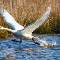 tundra swan flying2