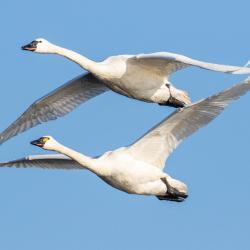 tundra swans flying pungo