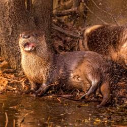 River Otters Showing teeth
