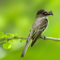 Eastern Phoebe with Moth