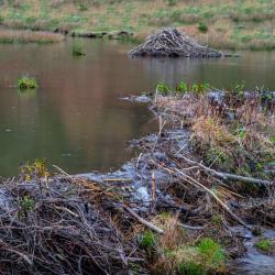 Beaver Ponds near Monterey VA