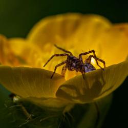 Spider on Buttercup Flower