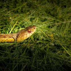 Garter Snake on the path