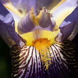 Purple Yellow Bearded Iris