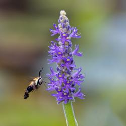 Snowberry Clearwing Moth-Hemaris diffinis