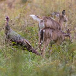 Deer-Turkey