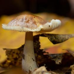 Stinking Brittlegill Mushroom