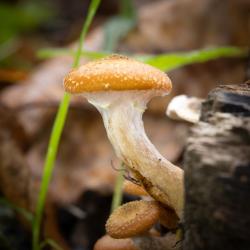 Armillaria Mellea Mushroom
