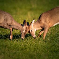 2 Spike Deer wrestling