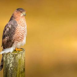 Coppers Hawk sitting on a post