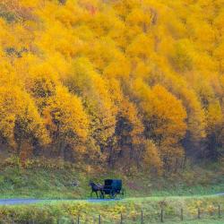 Amish Buggy in Highland County VA