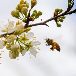 Honey Bee on American Plumb Flowers