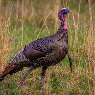 Turkey Gobbler in the field