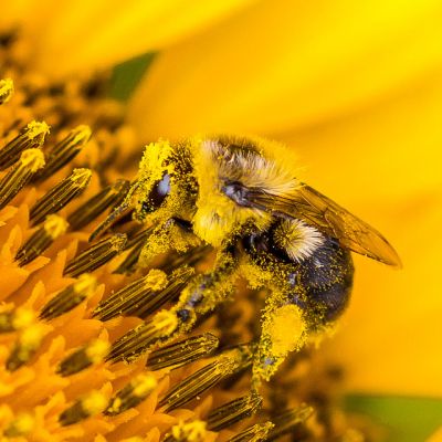 Beaver Dam Farm Sunflower Bumble Bee