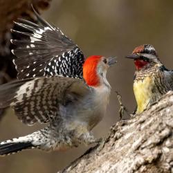 Woodpeckers Fighting