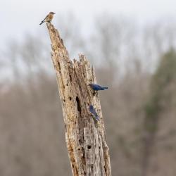 Eastern Bluebird