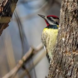 Yellow-bellied sapsucker