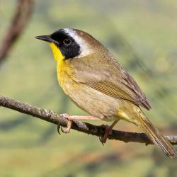 Common Yellow Throat-male