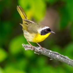 Common Yellow Throat-male