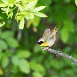 Common Yellow Throat-male
