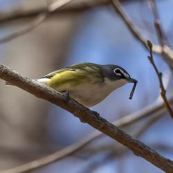 Blue-headed Vireo
