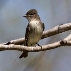 Eastern phoebe