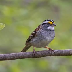 White-throated sparrow